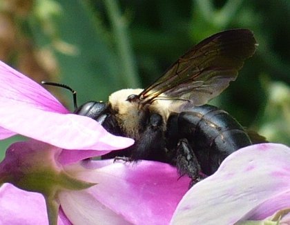 bee3