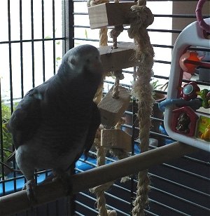 merlin